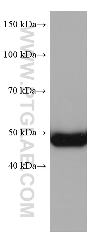 Western Blot (WB) analysis of COLO 320 cells using P53 Monoclonal antibody (60283-2-Ig)