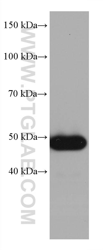 Western Blot (WB) analysis of HSC-T6 cells using P53 Monoclonal antibody (60283-2-Ig)
