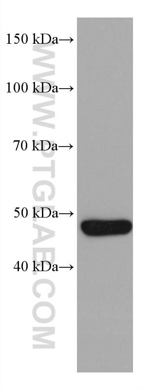 Western Blot (WB) analysis of Neuro-2a cells using P53 Monoclonal antibody (60283-2-Ig)
