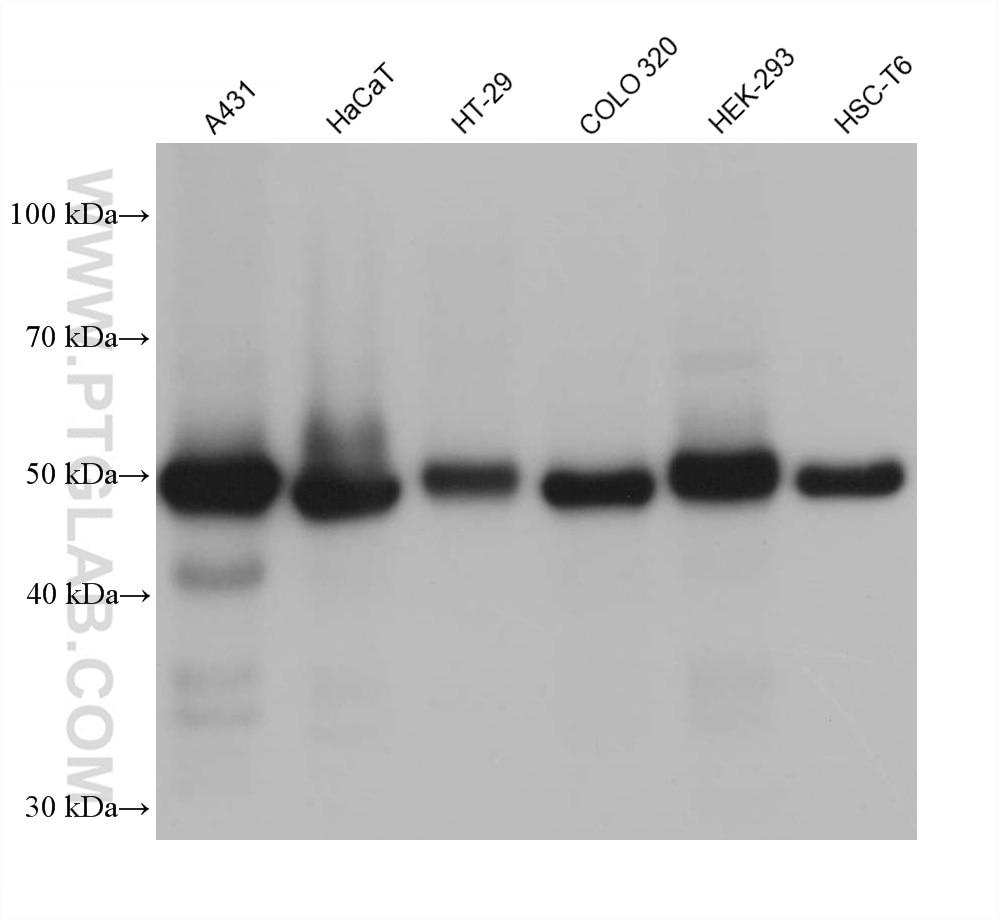 Western Blot (WB) analysis of various lysates using P53 Monoclonal antibody (60283-2-Ig)