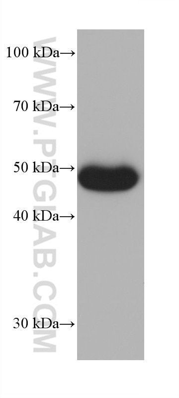 Western Blot (WB) analysis of HSC-T6 cells using P53 Monoclonal antibody (60283-2-Ig)