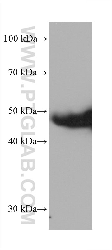 Western Blot (WB) analysis of ROS1728 cells using P53 Monoclonal antibody (60283-2-Ig)