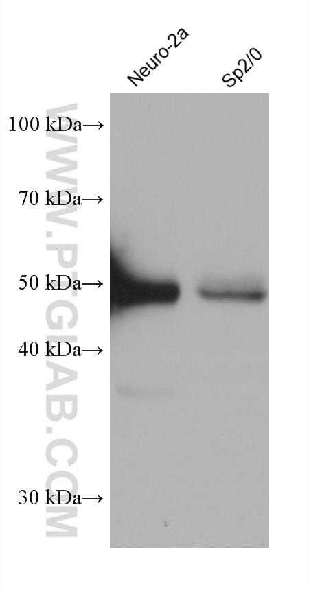 Western Blot (WB) analysis of various lysates using P53 Monoclonal antibody (60283-2-Ig)