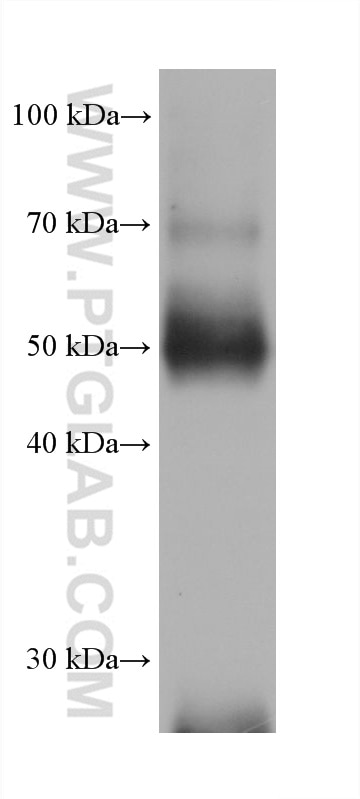 Western Blot (WB) analysis of mouse colon tissue using P53 Monoclonal antibody (60283-2-Ig)
