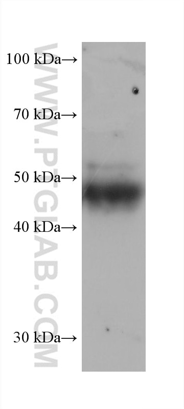 Western Blot (WB) analysis of rat thymus tissue using P53 Monoclonal antibody (60283-2-Ig)