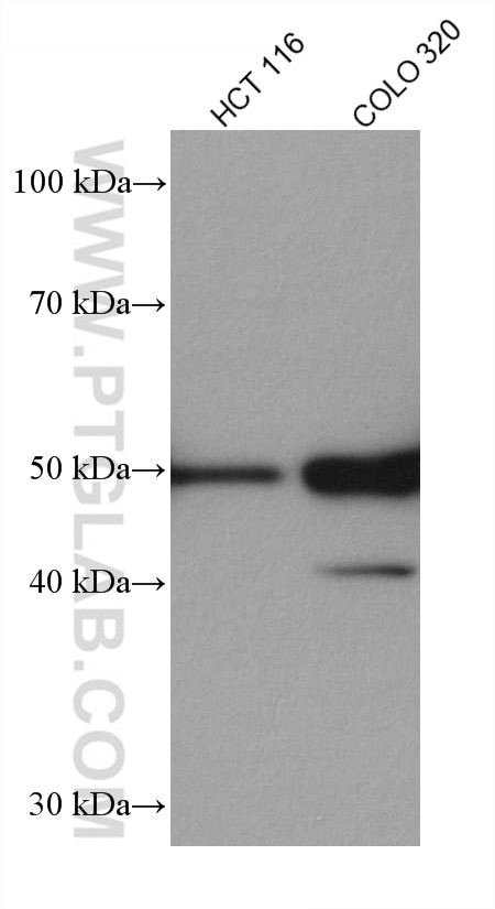 Western Blot (WB) analysis of various lysates using P53 Recombinant antibody (80077-1-RR)