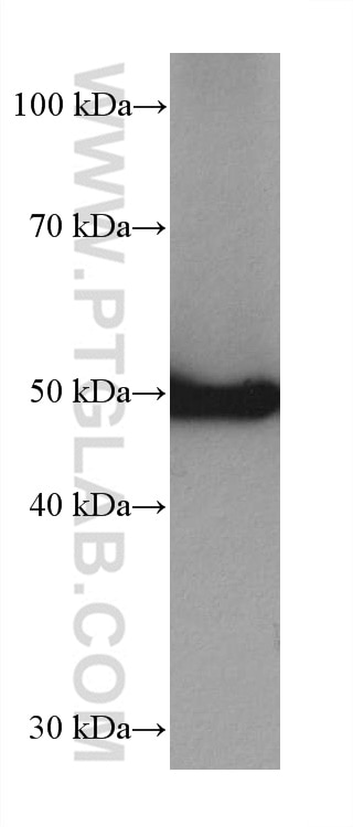 Western Blot (WB) analysis of A431 cells using P53 Recombinant antibody (80077-1-RR)
