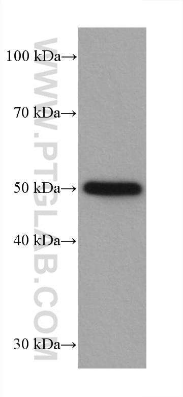 Western Blot (WB) analysis of SW480 cells using P53 Recombinant antibody (80077-1-RR)