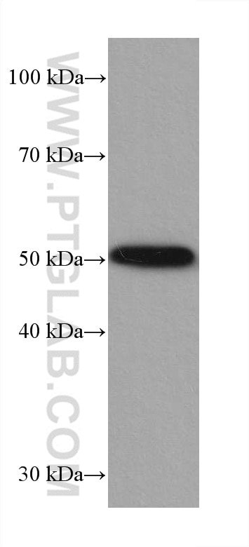 Western Blot (WB) analysis of HT-29 cells using P53 Recombinant antibody (80077-1-RR)