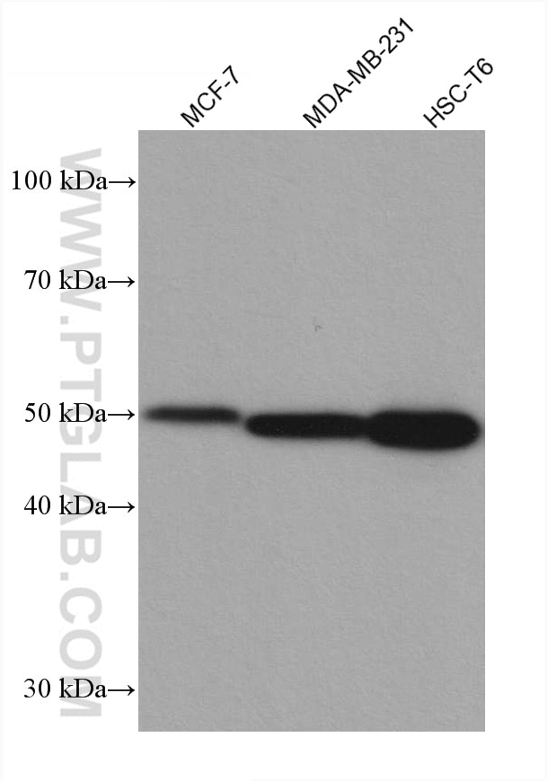 Western Blot (WB) analysis of various lysates using P53 Recombinant antibody (80077-1-RR)