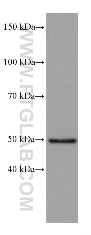 Western Blot (WB) analysis of ROS1728 cells using P53 Recombinant antibody (80077-1-RR)