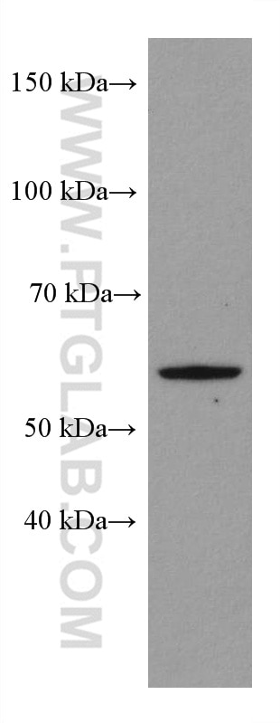 Western Blot (WB) analysis of ATDC-5 cells using P53 Recombinant antibody (80077-1-RR)