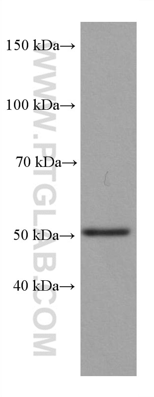 Western Blot (WB) analysis of Neuro-2a cells using P53 Recombinant antibody (80077-1-RR)