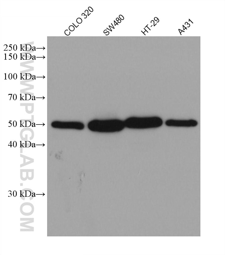 Western Blot (WB) analysis of various lysates using P53 Recombinant antibody (80077-1-RR)