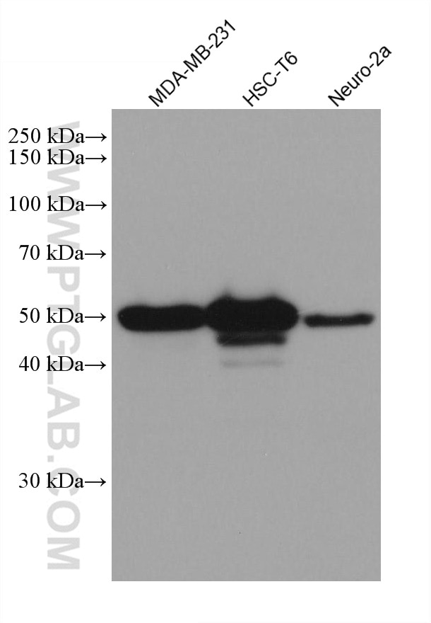 Western Blot (WB) analysis of various lysates using P53 Recombinant antibody (80077-1-RR)