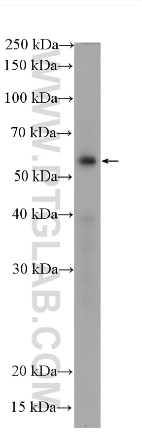 Western Blot (WB) analysis of zebrafish tissue using P53 Recombinant antibody (80077-1-RR)