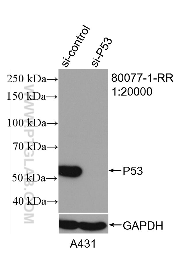 Western Blot (WB) analysis of A431 cells using P53 Recombinant antibody (80077-1-RR)