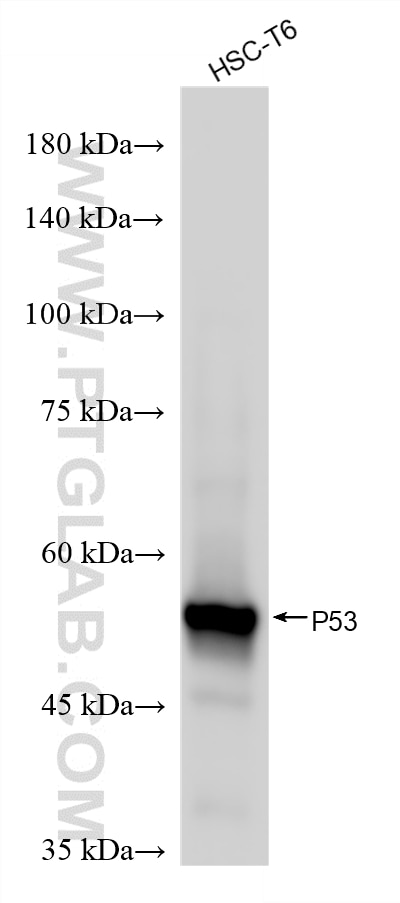 Western Blot (WB) analysis of HSC-T6 cells using P53 Recombinant monoclonal antibody (80077-1-RR)