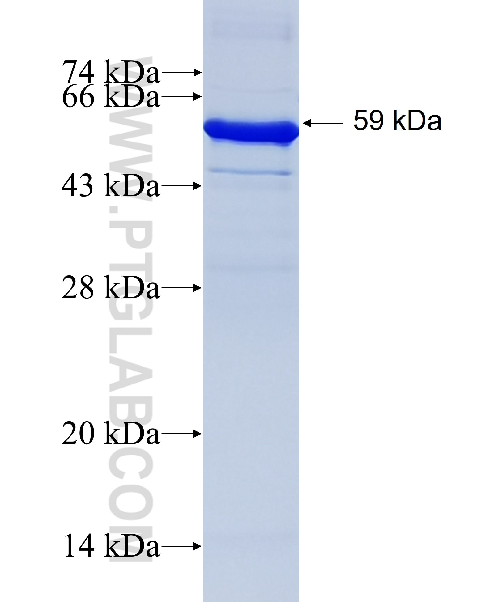 P53 fusion protein Ag0698 SDS-PAGE