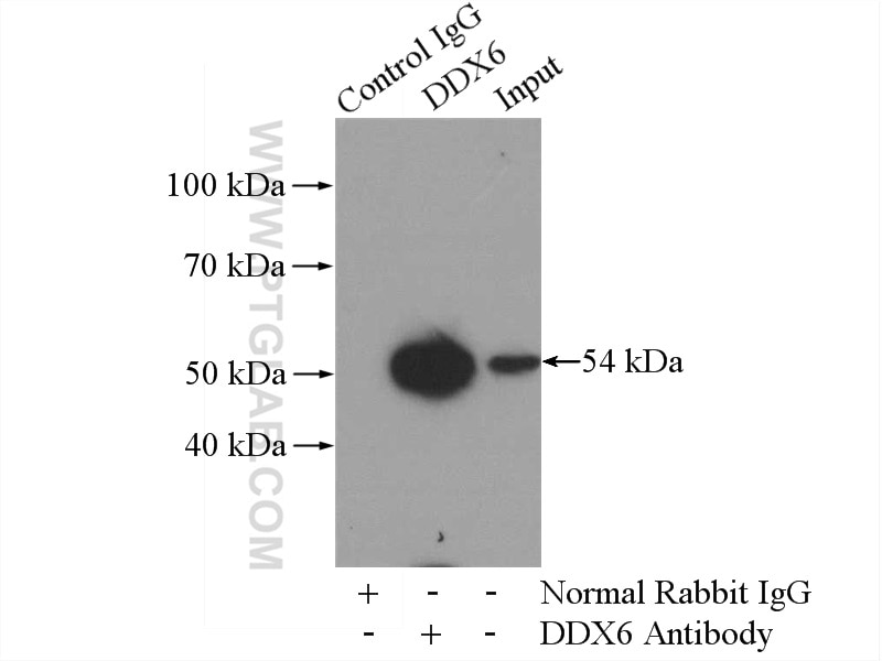 Immunoprecipitation (IP) experiment of mouse testis tissue using DDX6 Polyclonal antibody (14632-1-AP)