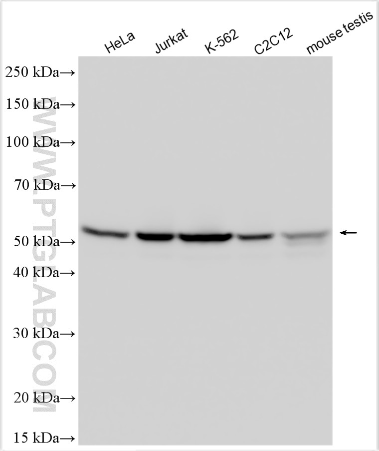 Western Blot (WB) analysis of various lysates using DDX6 Polyclonal antibody (14632-1-AP)