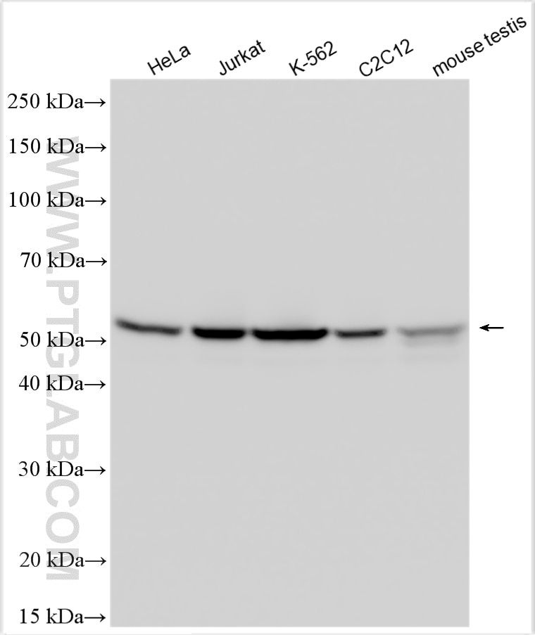 Western Blot (WB) analysis of various lysates using DDX6 Polyclonal antibody (14632-1-AP)