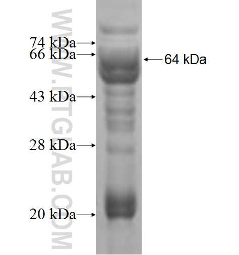 P54 fusion protein Ag6211 SDS-PAGE