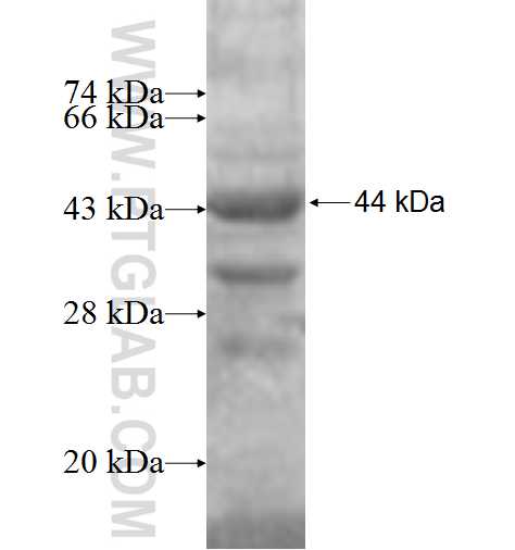 P54 fusion protein Ag6304 SDS-PAGE