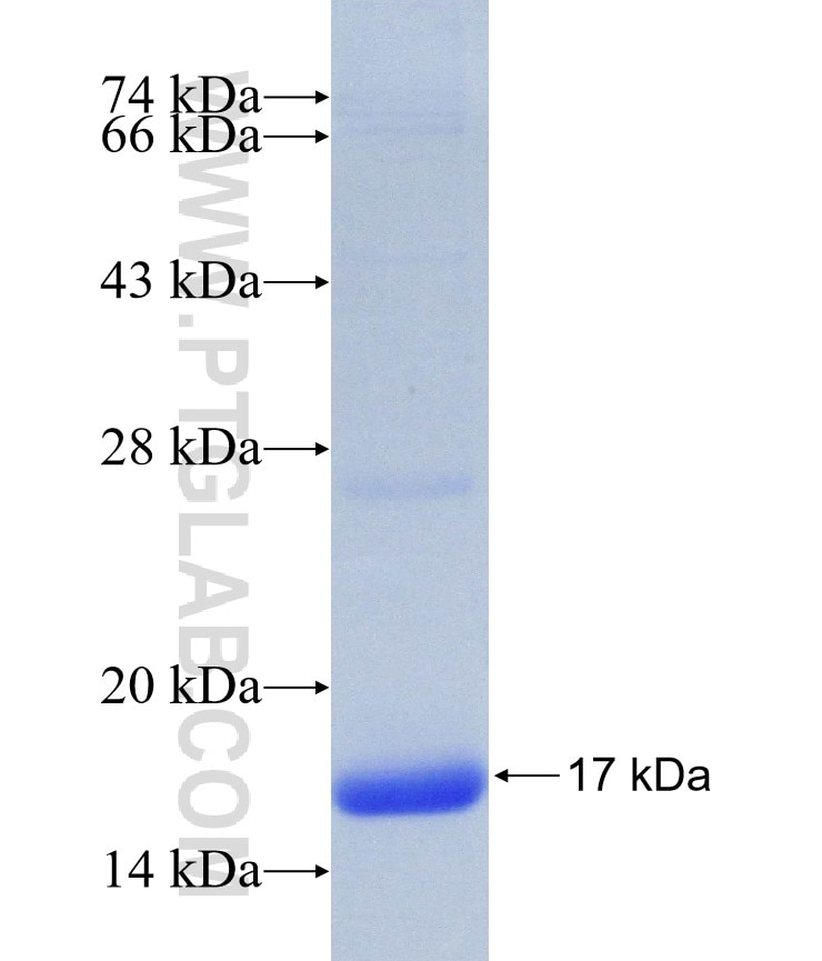 P54 of ASFV fusion protein Ag31444 SDS-PAGE