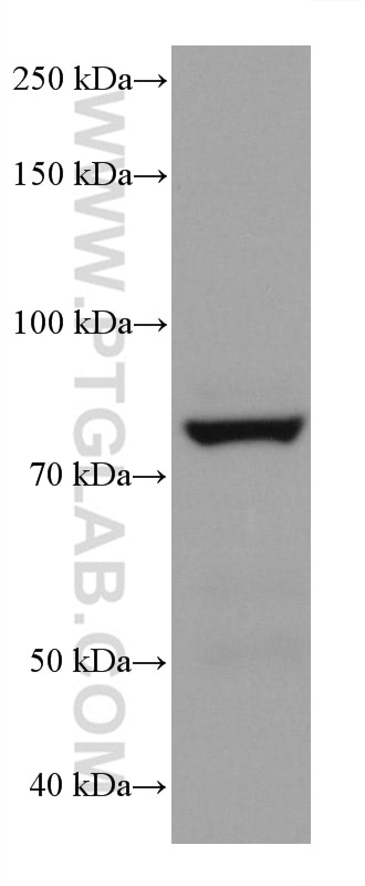 WB analysis of mouse colon using 68184-1-Ig