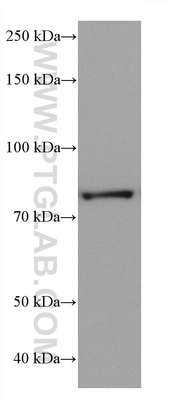 WB analysis of rat colon using 68184-1-Ig