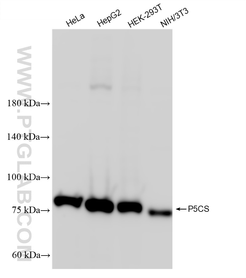 Various lysates were subjected to SDS PAGE followed by western blot with 87037-1-RR (P5CS antibody) at dilution of 1:10000 incubated at room temperature for 1.5 hours. This data was developed using the same antibody clone with 87037-1-PBS in a different storage buffer formulation. Western Blot (WB) analysis of various lysates using P5CS Recombinant monoclonal antibody (87037-1-RR)