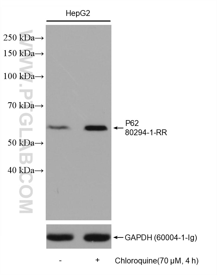 WB analysis using 80294-1-RR