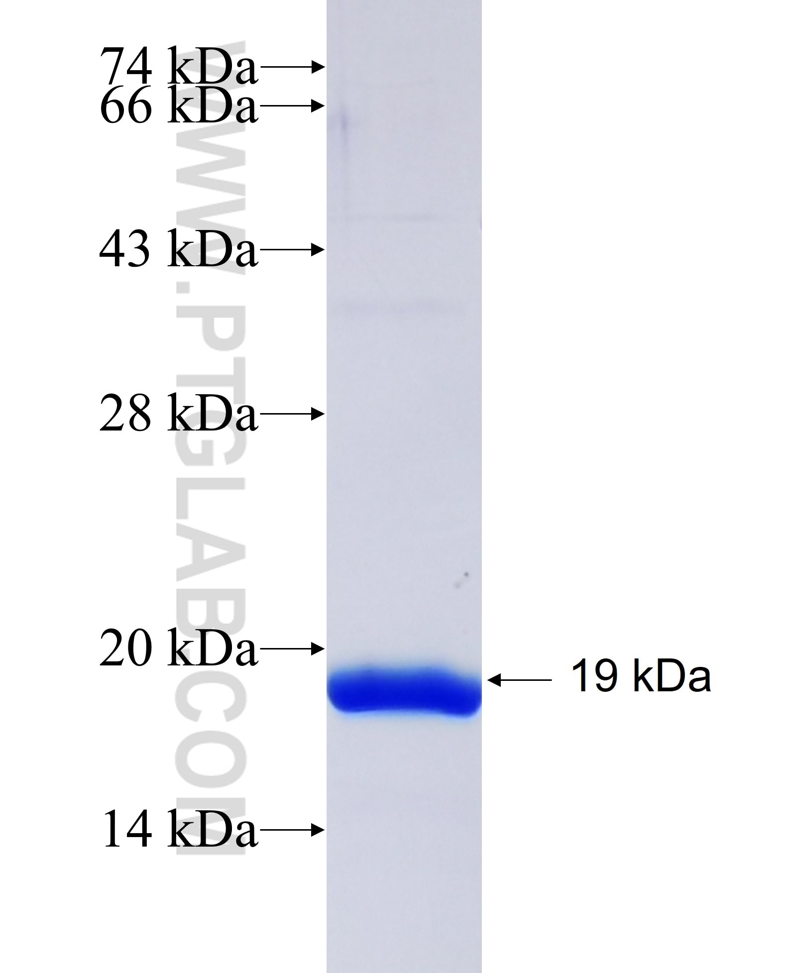 P72 of ASFV fusion protein Ag31445 SDS-PAGE