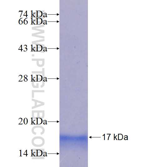 P85a; PIK3R1 fusion protein Ag25394 SDS-PAGE