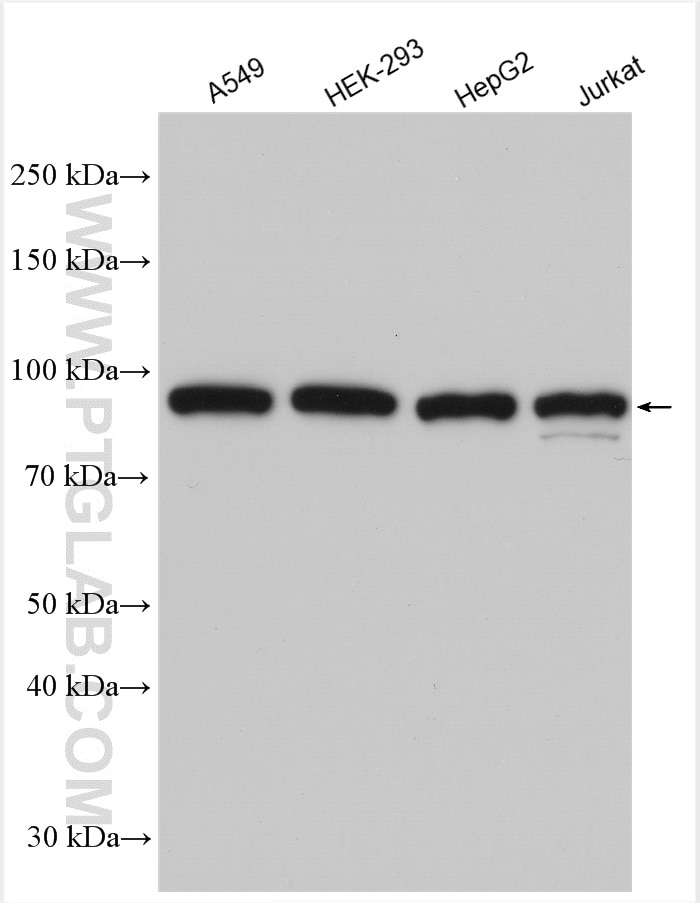 Western Blot (WB) analysis of various lysates using P85a; PIK3R1 Polyclonal antibody (30092-1-AP)
