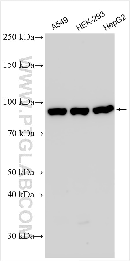 Western Blot (WB) analysis of various lysates using P85a; PIK3R1 Polyclonal antibody (30092-1-AP)