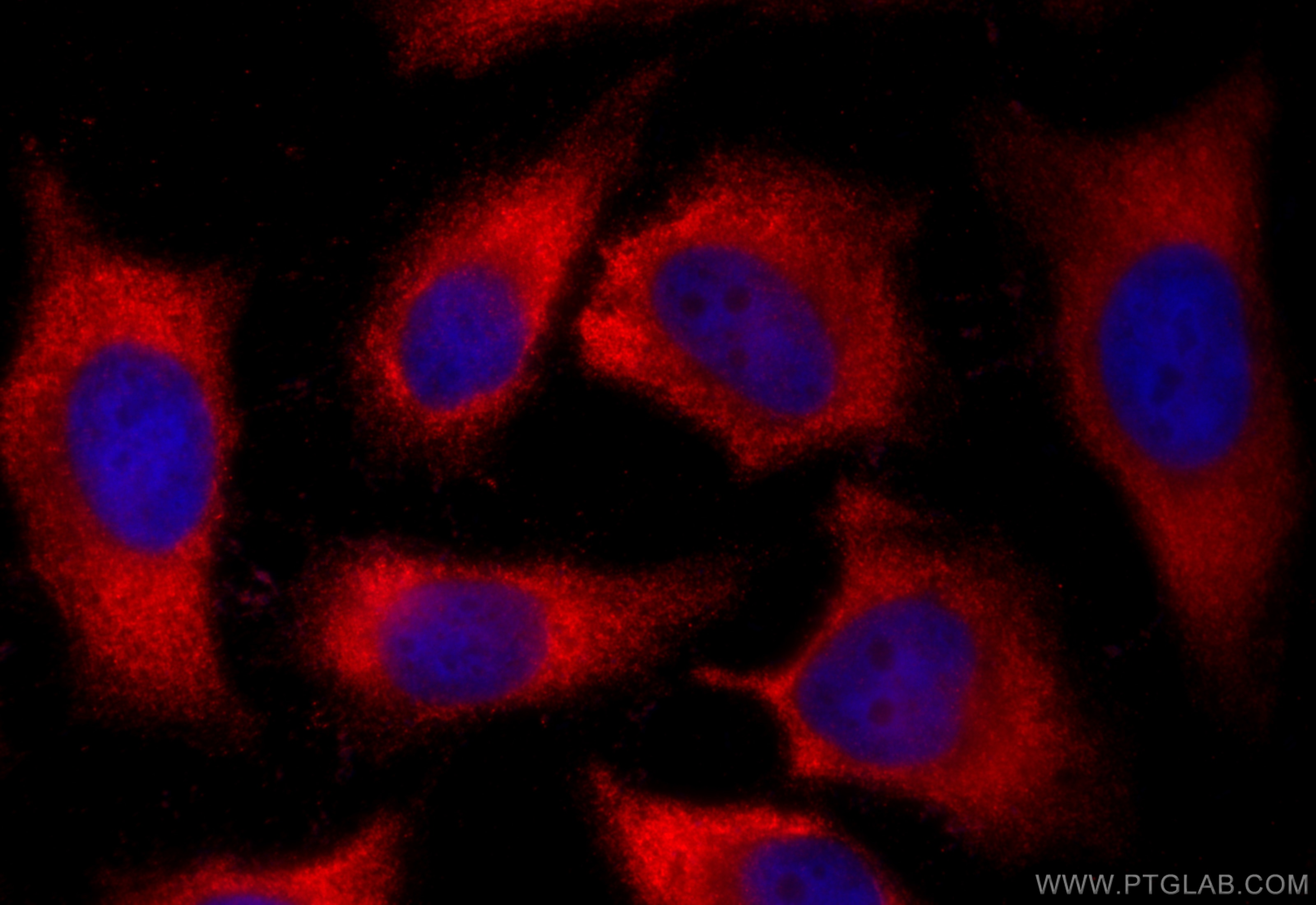 Immunofluorescence (IF) / fluorescent staining of HeLa cells using PA2G4 Polyclonal antibody (15348-1-AP)