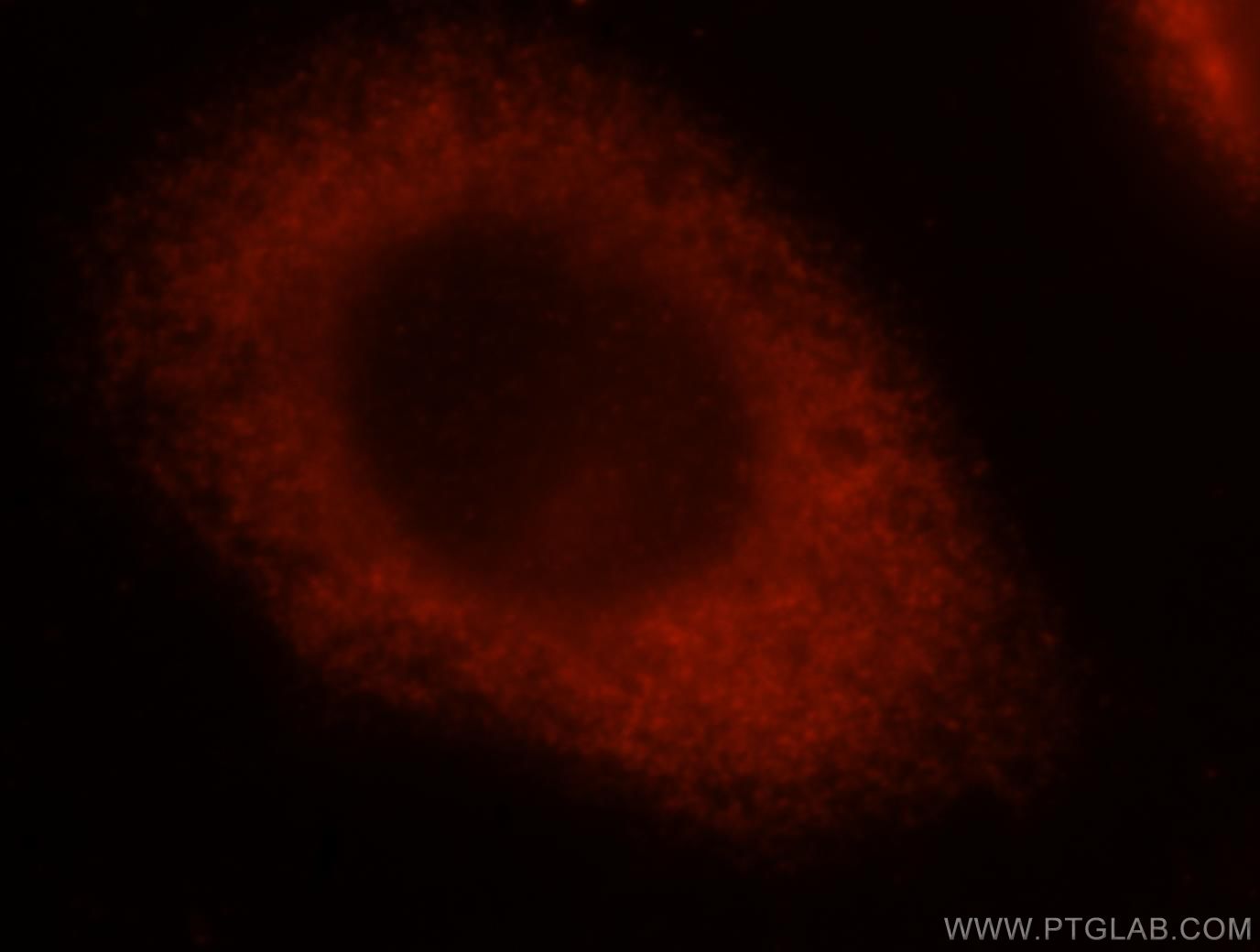 Immunofluorescence (IF) / fluorescent staining of MCF-7 cells using PA2G4 Polyclonal antibody (15348-1-AP)