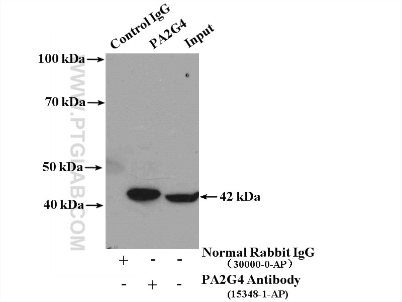 Immunoprecipitation (IP) experiment of Jurkat cells using PA2G4 Polyclonal antibody (15348-1-AP)