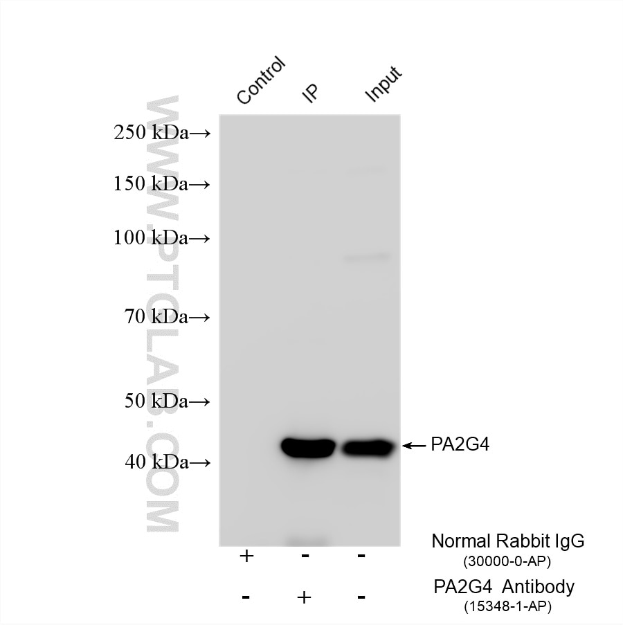 IP experiment of Jurkat using 15348-1-AP Immunoprecipitation (IP) experiment of Jurkat cells using PA2G4 Polyclonal antibody (15348-1-AP)