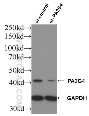 Western Blot (WB) analysis of HEK-293 cells using PA2G4 Polyclonal antibody (15348-1-AP)
