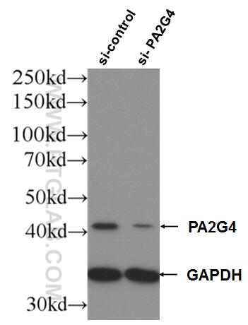 WB analysis of HEK-293 using 15348-1-AP