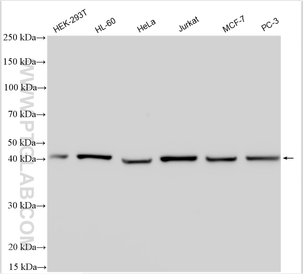 Western Blot (WB) analysis of various lysates using PA2G4 Polyclonal antibody (15348-1-AP)