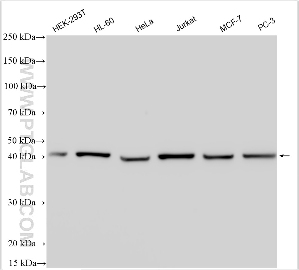 WB analysis using 15348-1-AP