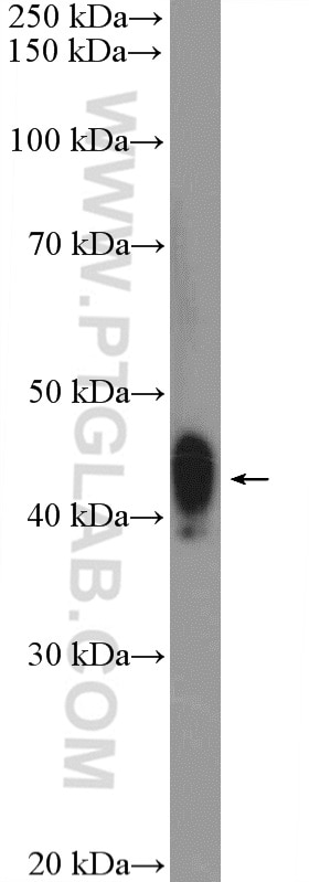 Western Blot (WB) analysis of rat spleen tissue using PA2G4 Polyclonal antibody (15348-1-AP)