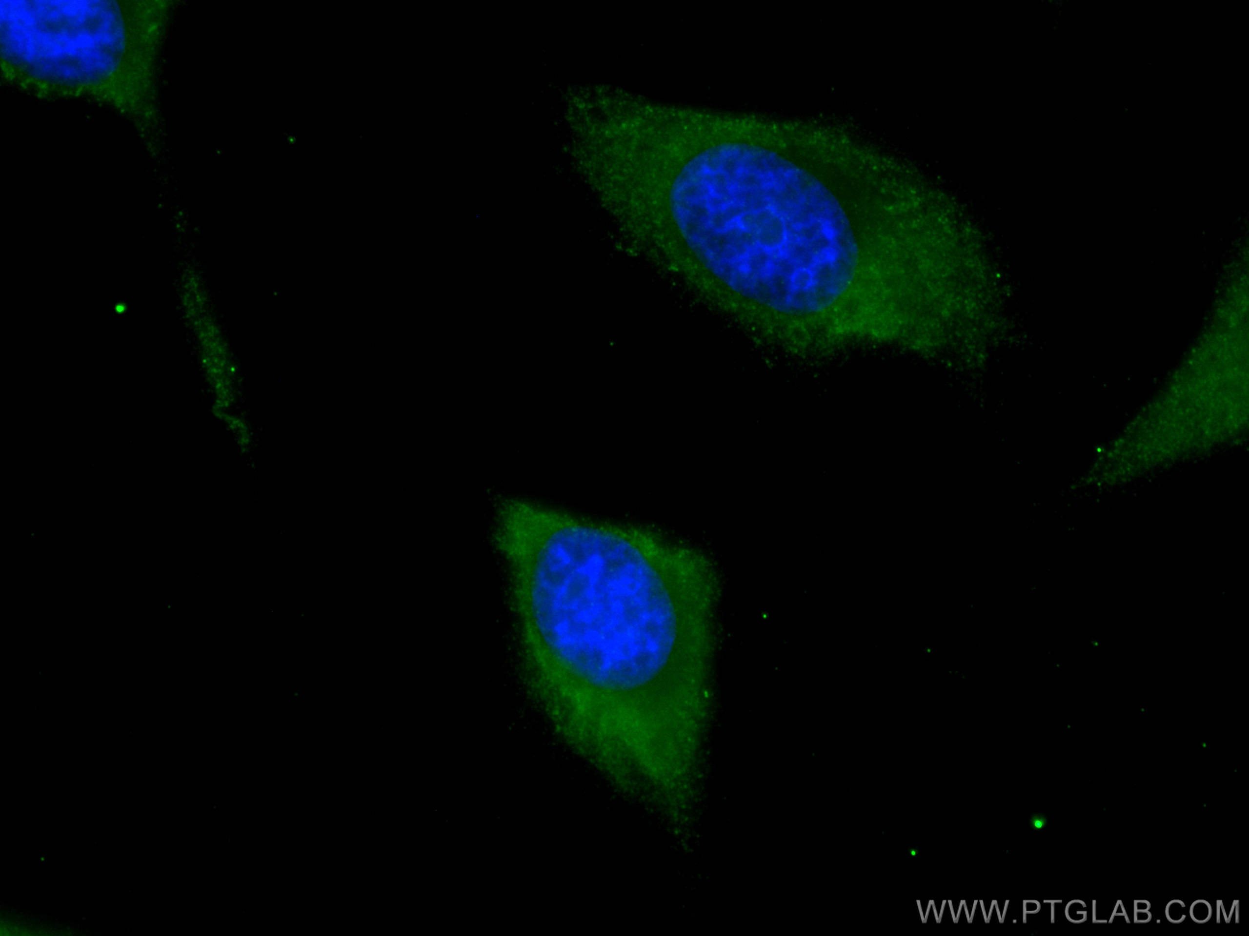Immunofluorescence (IF) / fluorescent staining of HeLa cells using PA2G4 Monoclonal antibody (66055-1-Ig)