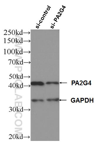 Western Blot (WB) analysis of HEK-293 cells using PA2G4 Monoclonal antibody (66055-1-Ig)