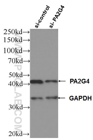 WB analysis of HEK-293 using 66055-1-Ig