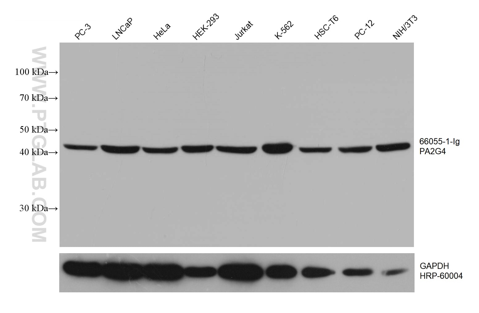 Western Blot (WB) analysis of various lysates using PA2G4 Monoclonal antibody (66055-1-Ig)